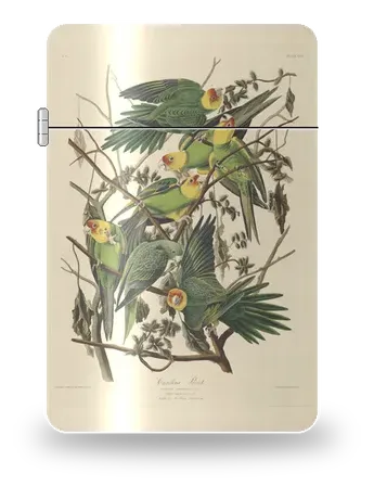 卡罗来纳鹦鹉（约翰·詹姆斯·奥杜邦）艺术外壳