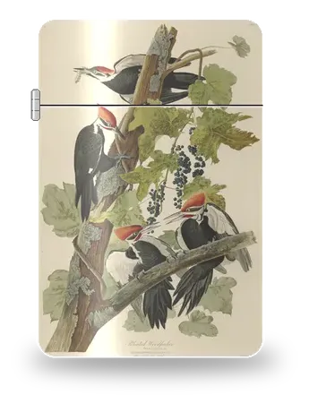 冠啄木鸟（约翰·詹姆斯·奥杜邦）艺术外壳