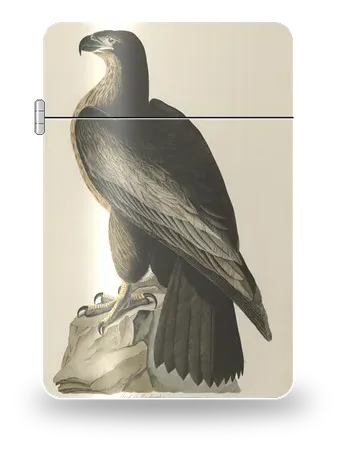 华盛顿之鸟（白头海雕）（约翰·詹姆斯·奥杜邦）艺术外壳